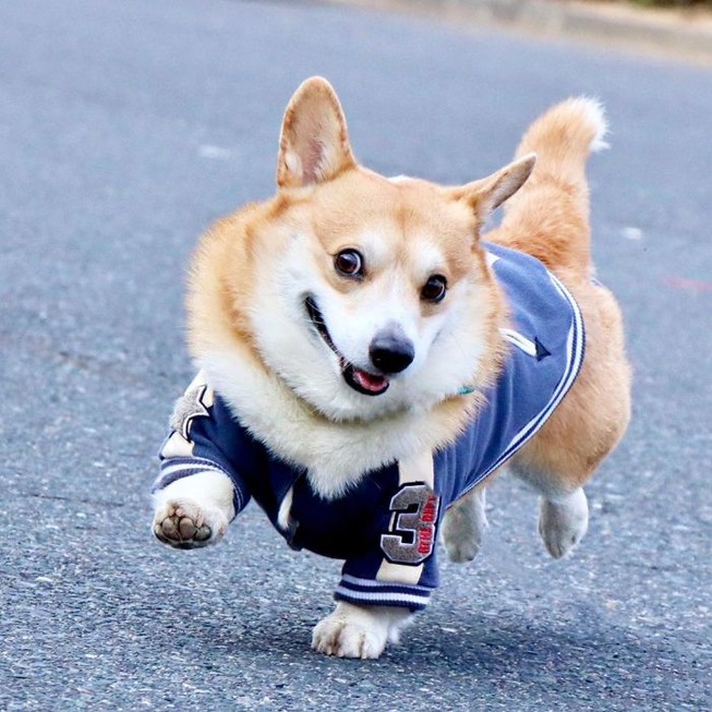funny-expressive-dog-corgi-genthecorgi-1-26-5f0ea74cce974__700