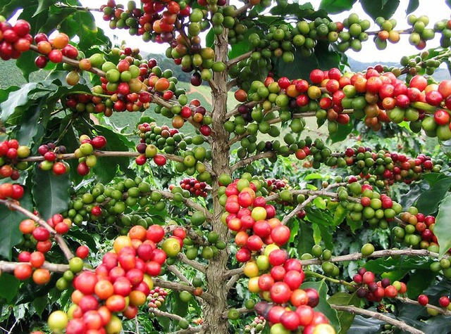 how-food-grow-12-58aab5d55d8e1__880