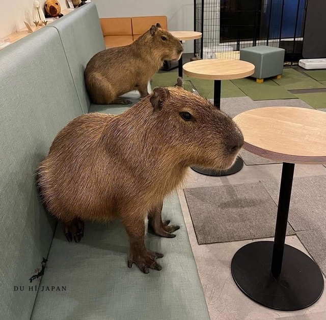 486181851_704804455214577_645588