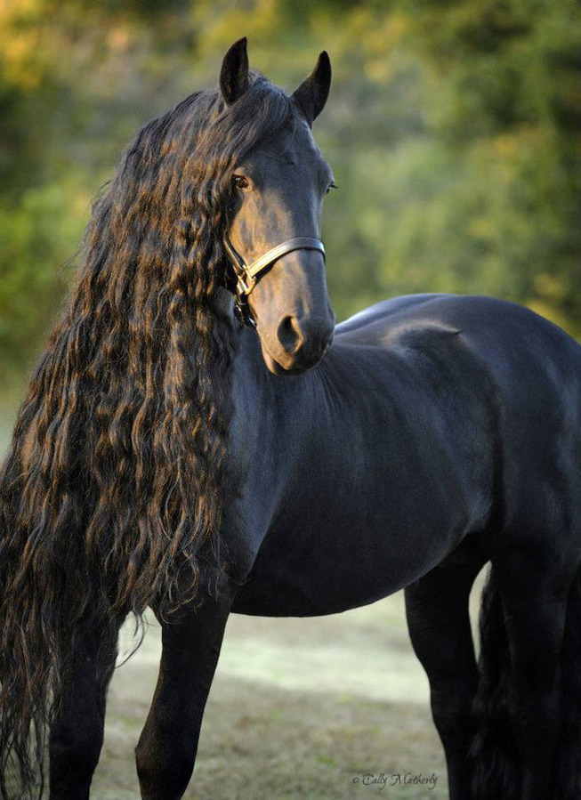 frederik-the-great-friesian-horse-stallion-13-5e96f9cf94769__700