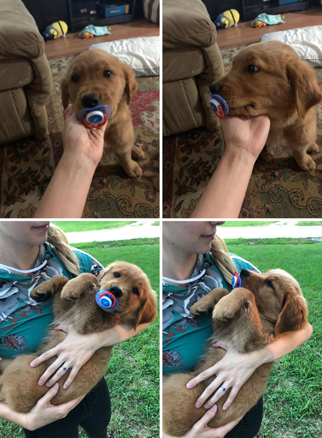 funny-jealous-pets-69-6425905753e88__700