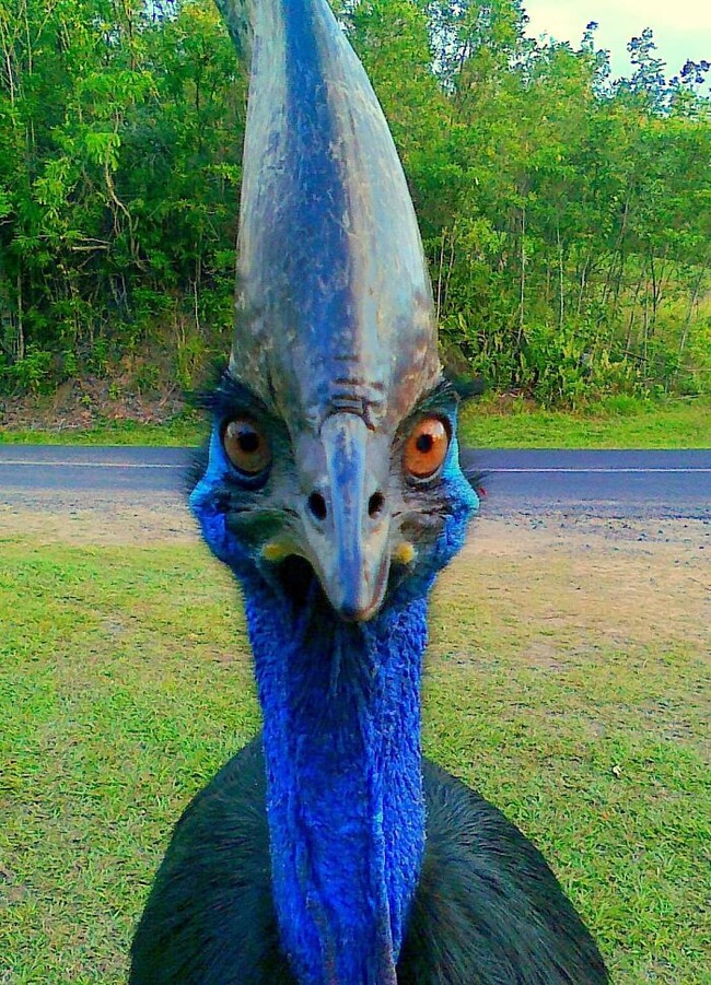 funny-birds-threatening-auras-65645c3a59da3__700