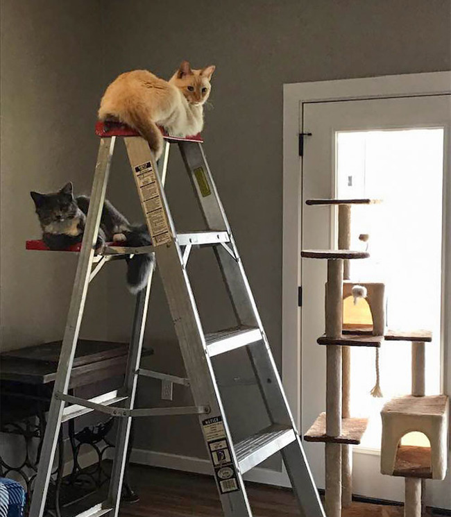 funny-cat-logic-beds-244-5f7b30281e8df__700