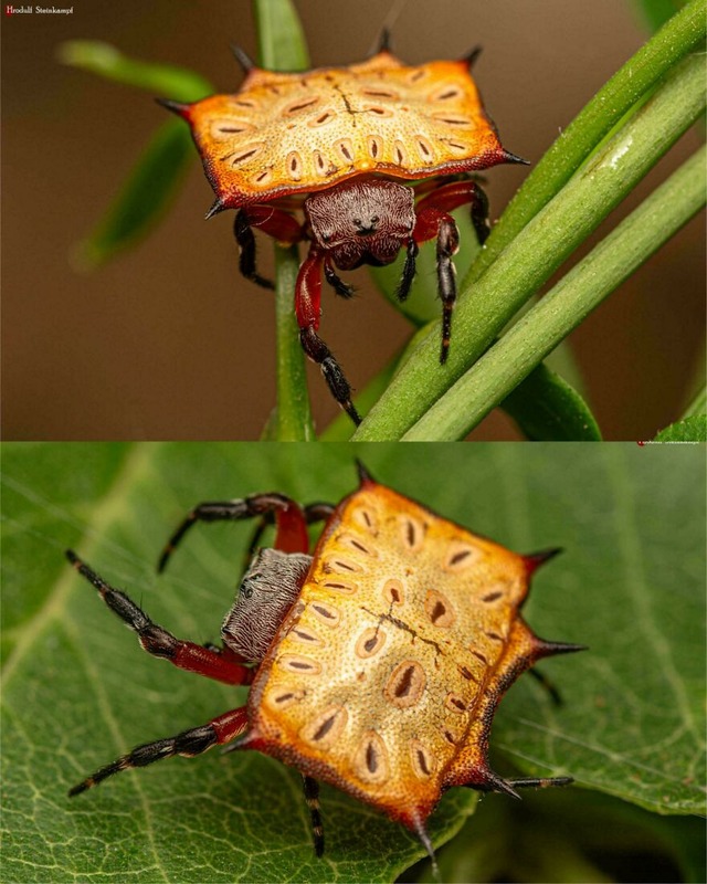 68d101e00f74c_7jeh123nn5qf1-jpeg__880