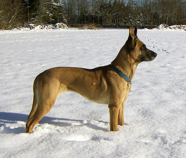 Female_Malinois_2005-01-29
