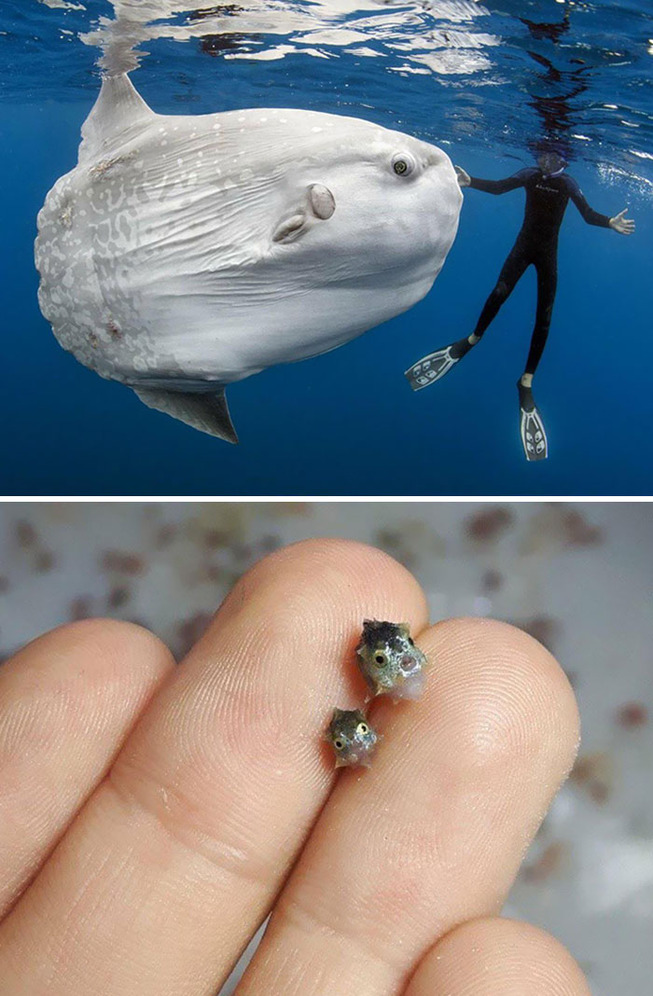 animal-size-comparison-3-5f1ebca5e0d92__700