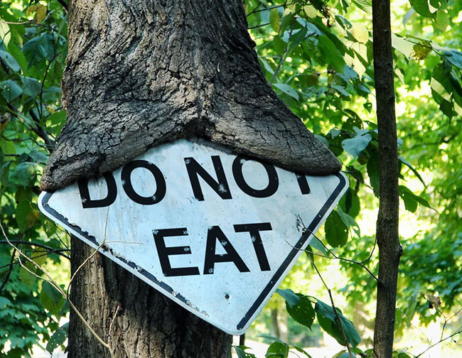 hungry-trees-taking-over-things-218-630f43cc5c563__700