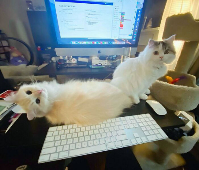 pets-violate-personal-space-183-6278b904496a0__700