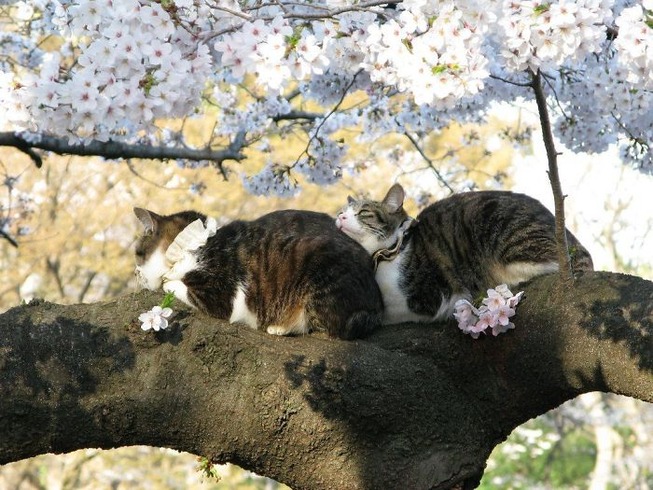sleeping-cats-in-trees-19-5f118e695eef2__700
