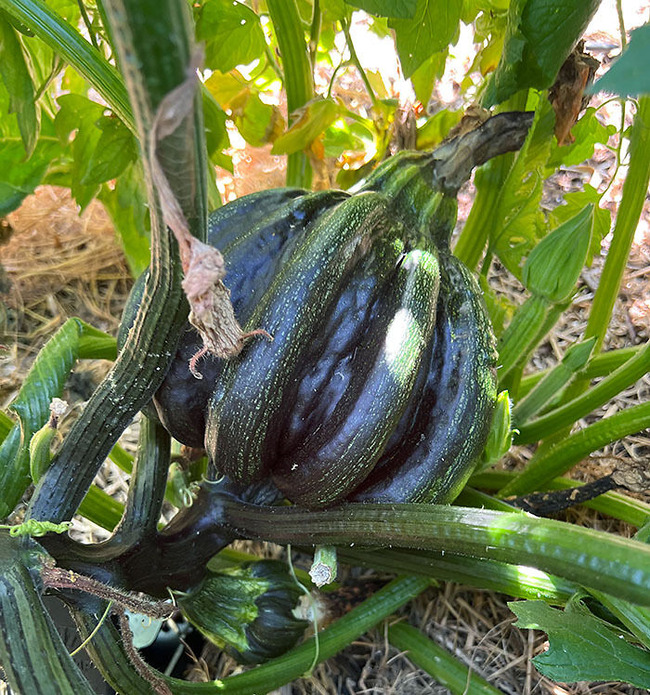 65cde58f44a69_interesting-plant-fasciation-examples