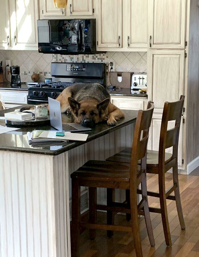dogs-behaving-like-cats-30-66f2bca474636__700