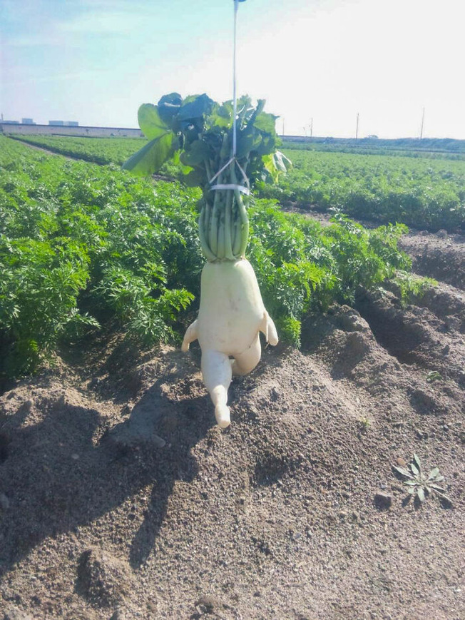 pareidolia-funny-fruits-vegetables-05-60d32bab3036d__700