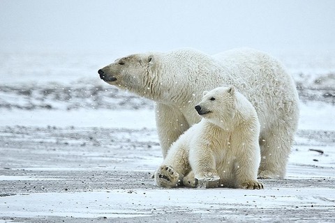 640px-Polar_Bear_ANWR_1