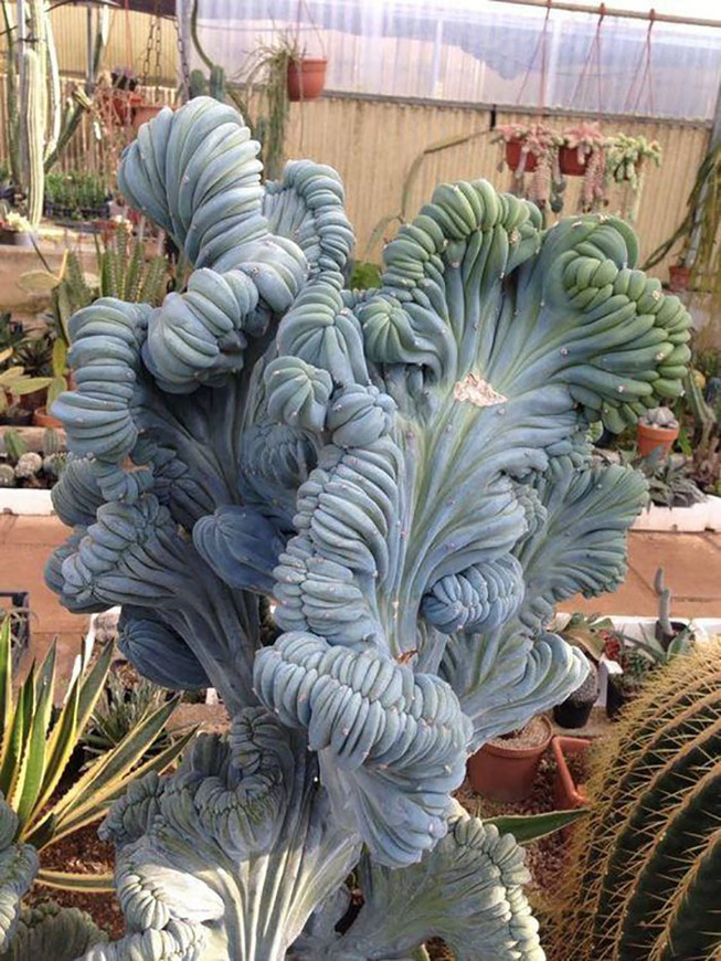 unusual-succulent-plants-40-5ebe860932979__700