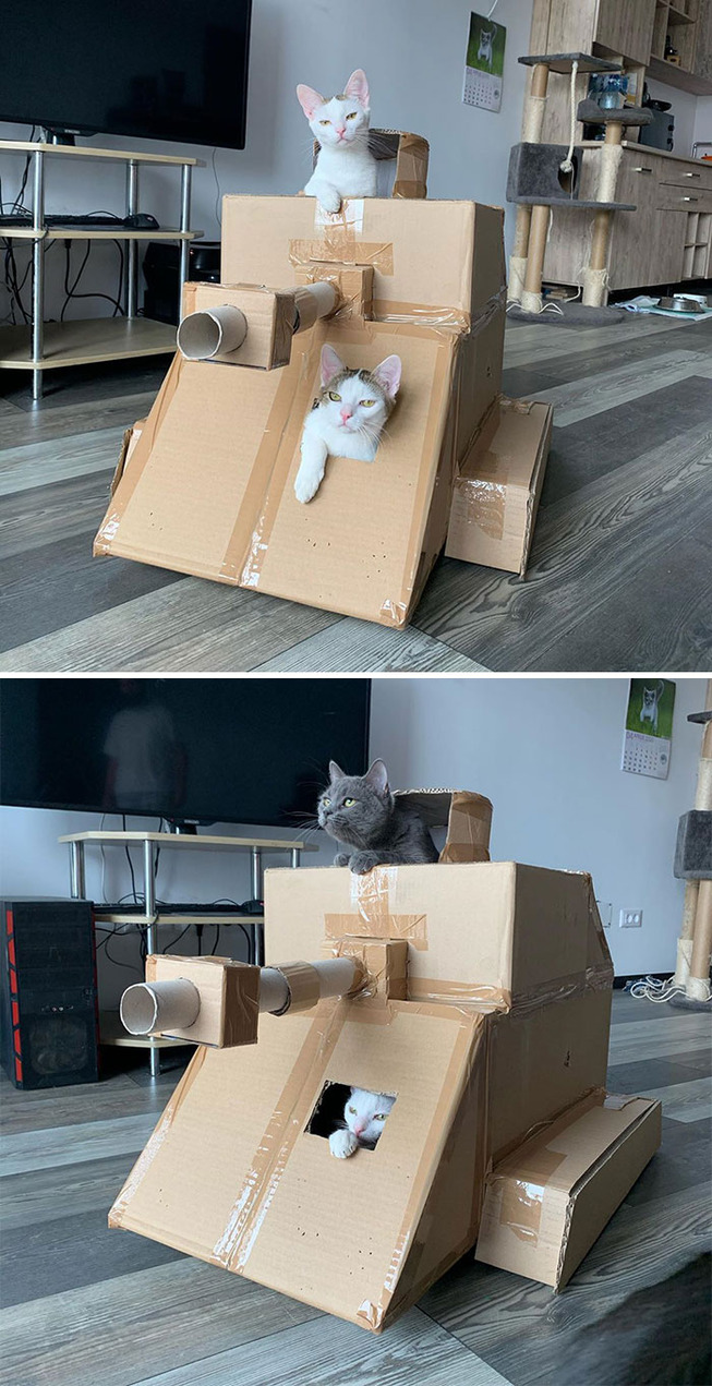 cat-tank-5eaa7361296ae__700 (1)