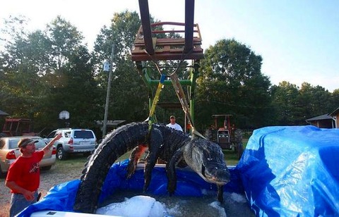 a2014-8-19gator18
