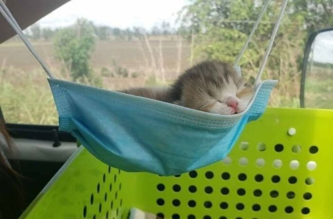 illegally-small-cats-pics-156-601176933714b__700