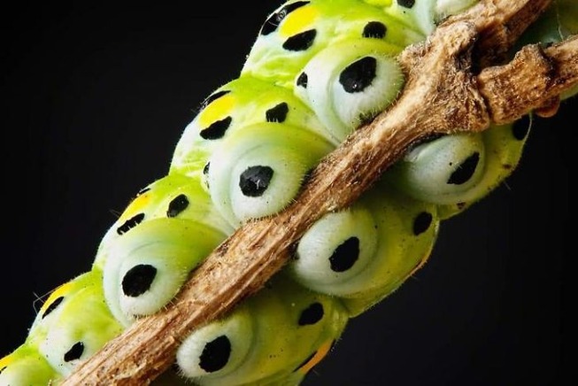 caterpillar-feet-5ef09390f22e0__700