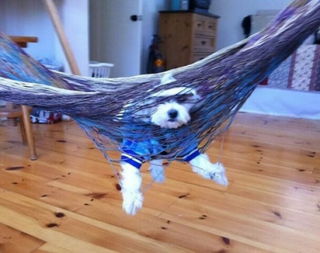 funny-times-animals-got-trapped(2)