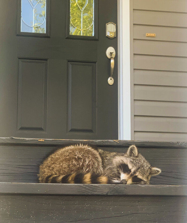 funny-raccoons-105-5f9944b34cf41__700