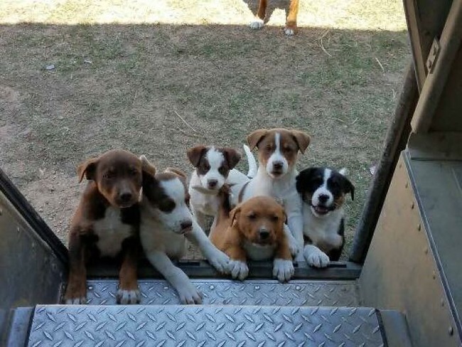 ups-drivers-meet-animals-best-of-all-time-25-6666a7bab0d4a__700