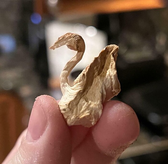 67851f6703399_pareidolia-pictures