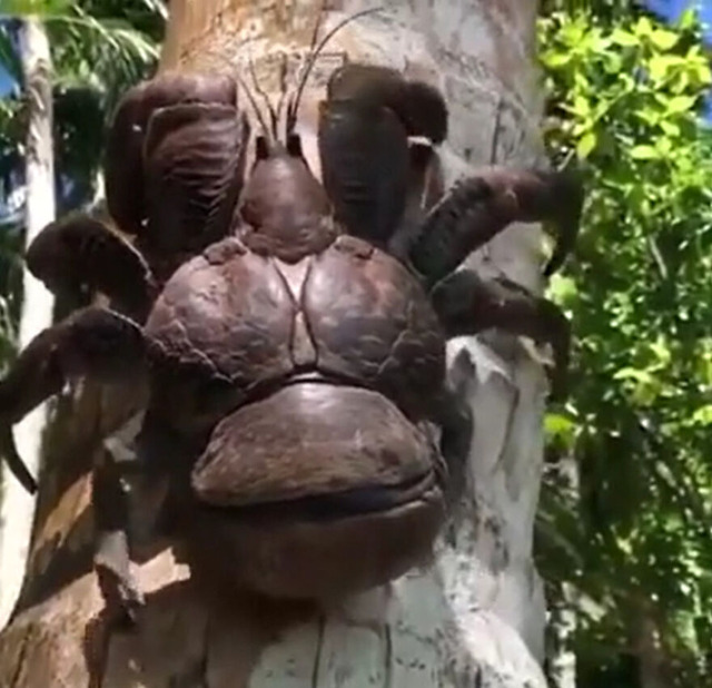 scary-nature-photos-6889ce2fdfcca-png__880