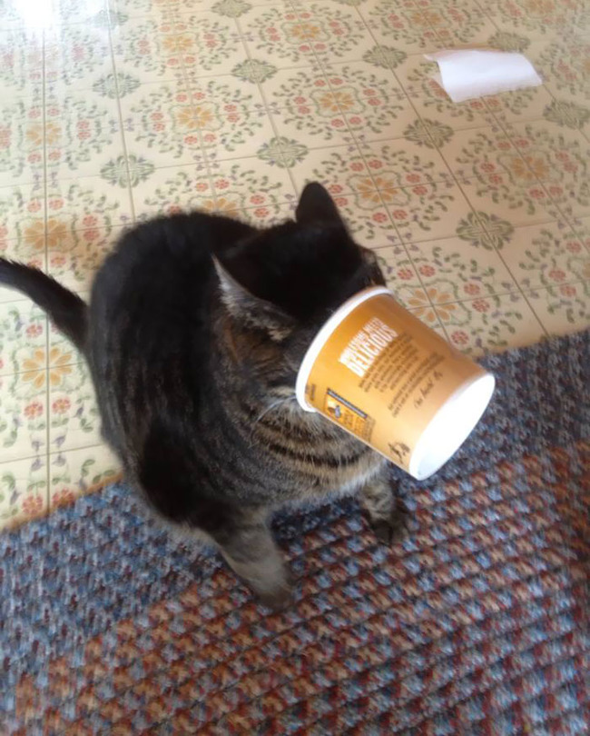 stuck-animals-while-eating-12-5f3fcf6e951f9__700
