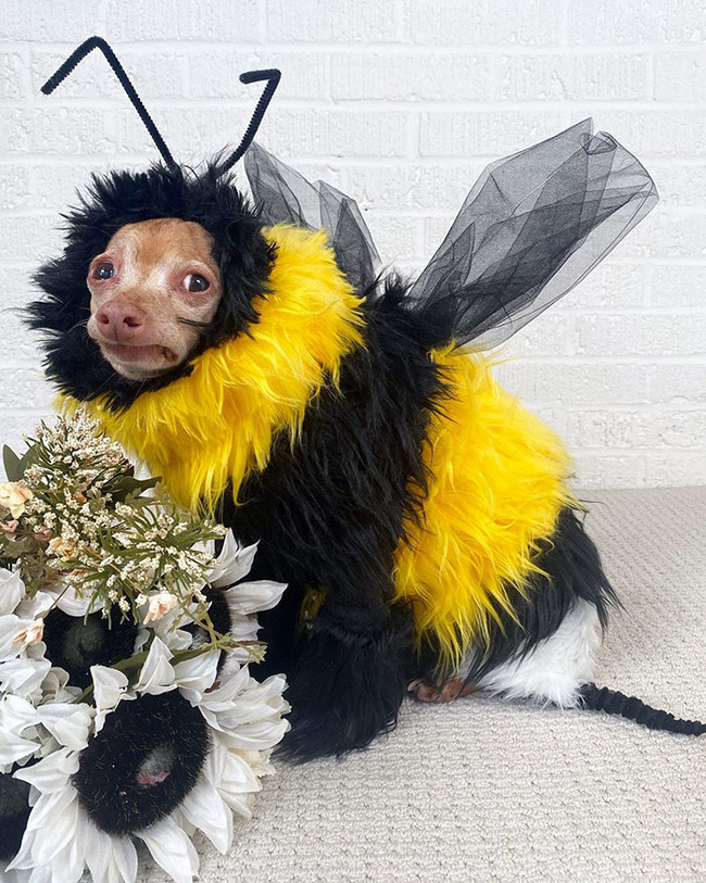 pet-halloween-costumes-38-6530e59615ade__700