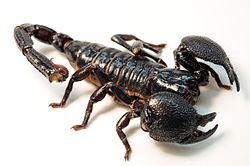 250px-Female_Emperor_Scorpion