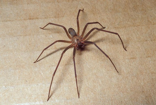 Brown recluse