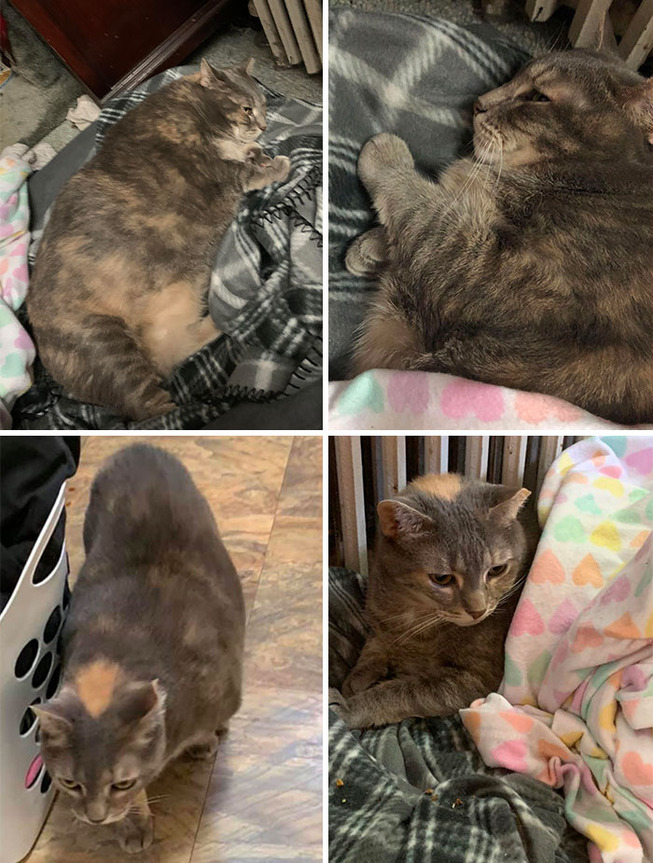 fat-cats-losing-weight-before-after-71-5edf84d56a7a0__700