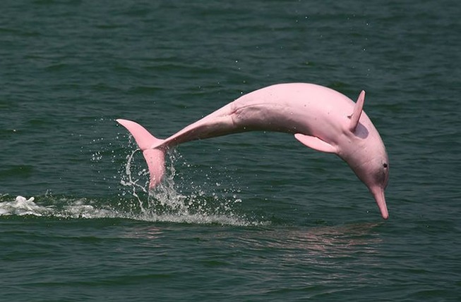 de2e40d166fd284b13c7ac358d43dc3a--pink-dolphin-amazon-river