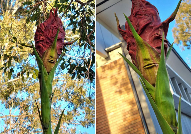 pareidolia-pictures-74-67866268d4384__700