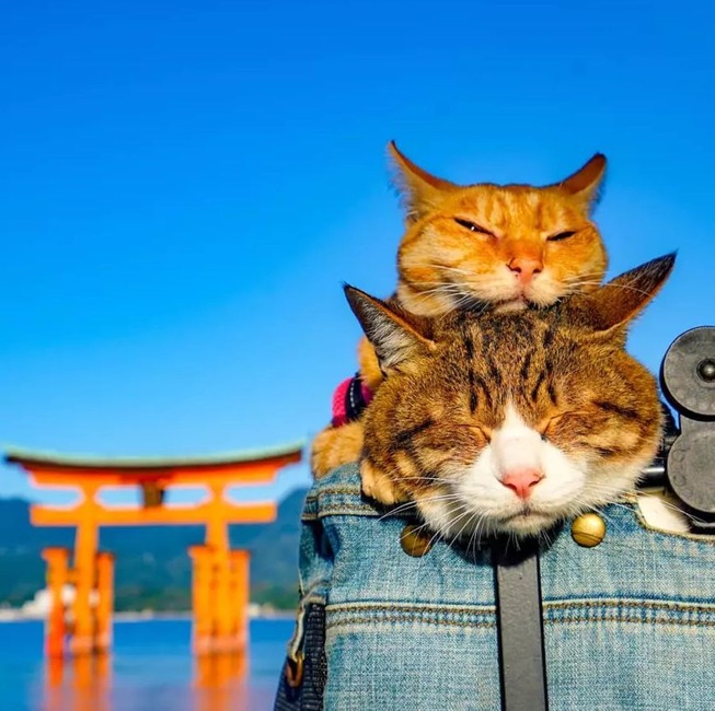 traveling-cats-japan