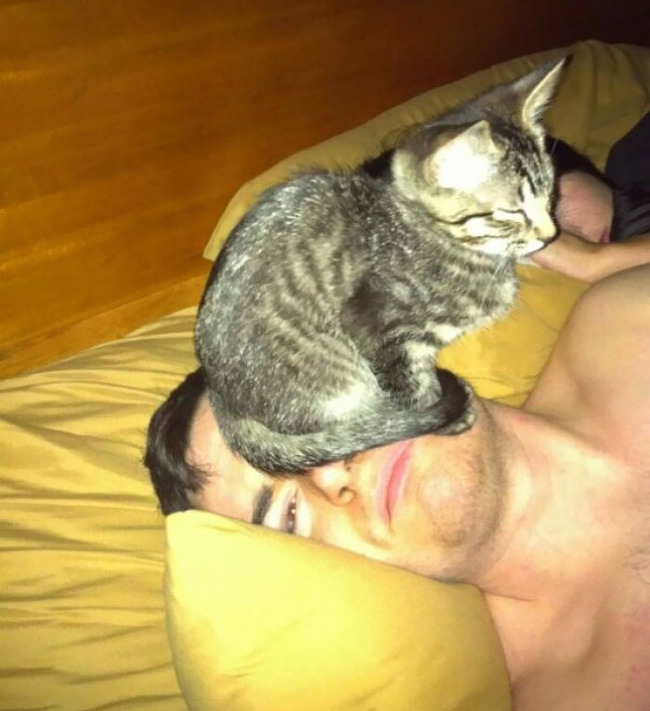 funny-pets-ignore-personal-space-4-650b02ffafbae__700