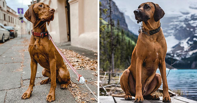 dog-breeds-that-look-similar-5f85accc454f2__700