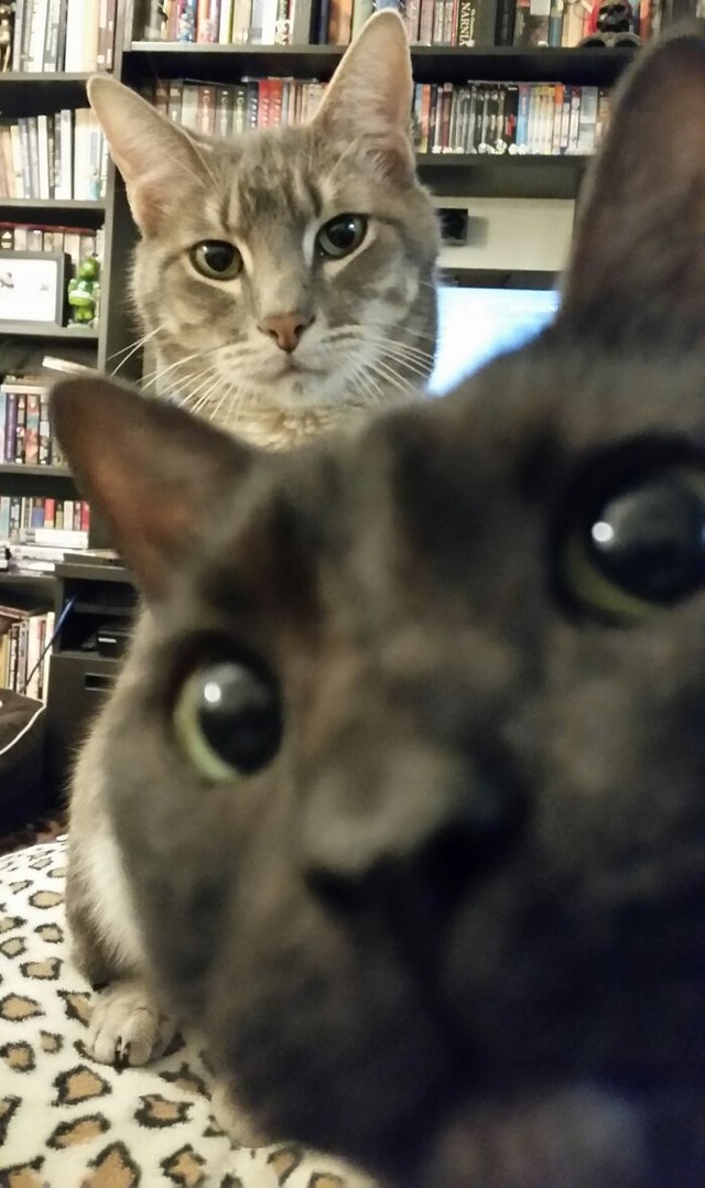 68a472c02d2fc_funny-pets-photobombs__700