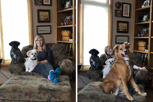 funny-jealous-pets-24-64253005013ef__700