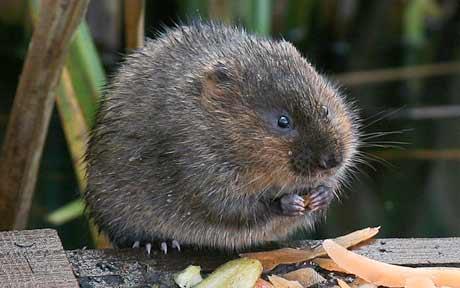 water-vole_1629738c