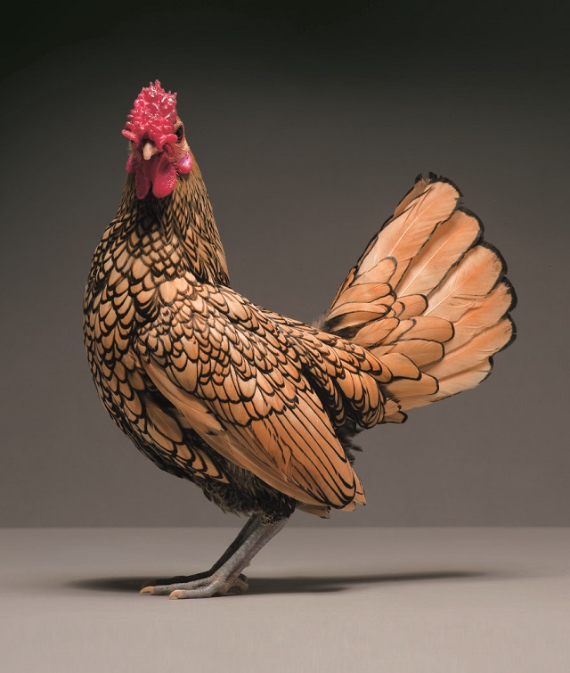 Chickens-are-just-stunning-5a97d325f2ff7__880