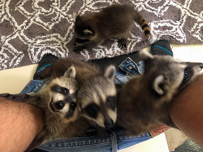 funny-raccoons-112-5f893b211d48b__700