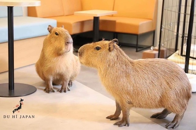 486476046_704804301881259_580922