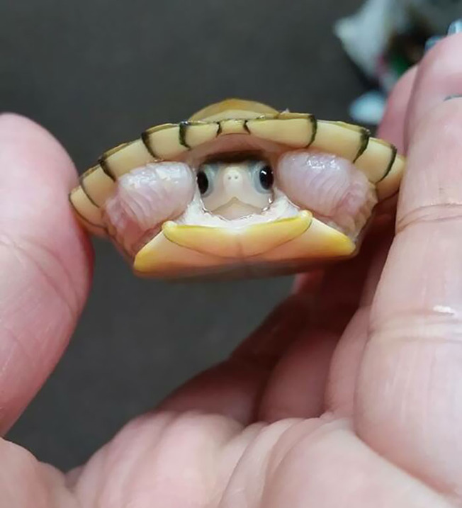 cute-tiny-finger-animals-13-5f84576373263__700