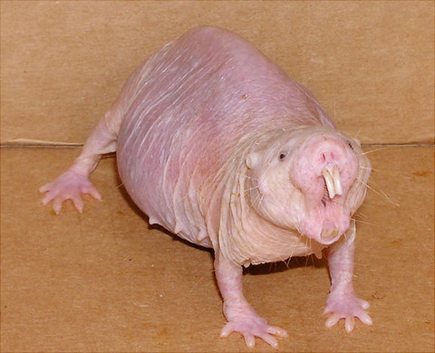 08 - Naked Mole Rat