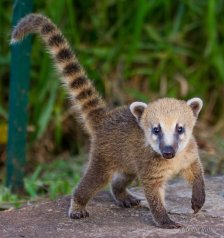 south-american-coati