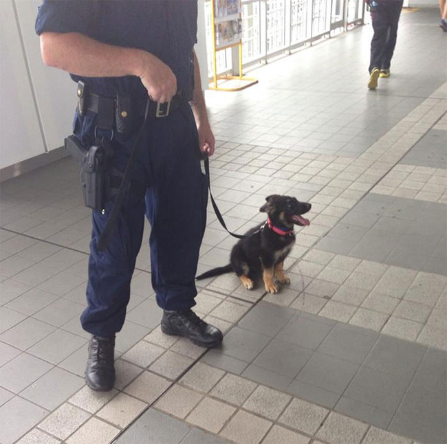 adorable-puppies-police-training-4-5f4760d21d6b2__700