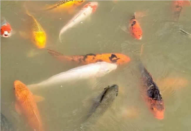 67b87799e5396_idiots-facebook-marketplace-pics