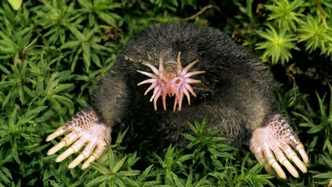 31 - Star-Nosed Mole