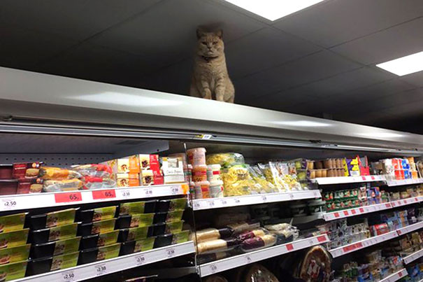 funny-supermarket-people-14-5b5b13ad33d4c__605